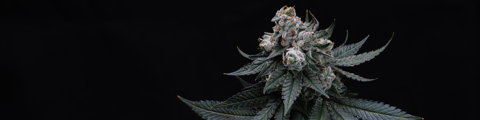 Proper Cannabis Reserve Cover Image