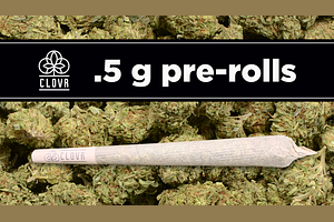 Clovr - Pre-roll - Jungle Pie - Sativa - [1g] Multipack by Clovr