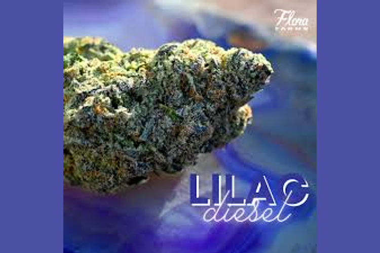 Flora Farms - Prepack - Lilac Diesel - [14g] by Flora Farms