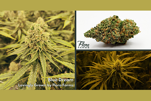 Flora Farms - Prepack - Blue Dream - [14g] by Flora Farms