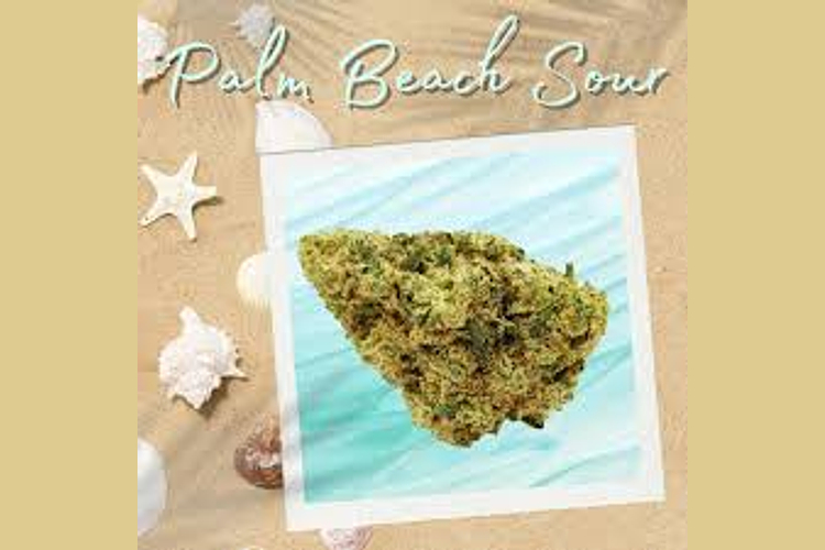 Flora Farms - Prepack - Palm Beach Sour - [7g] by Flora Farms